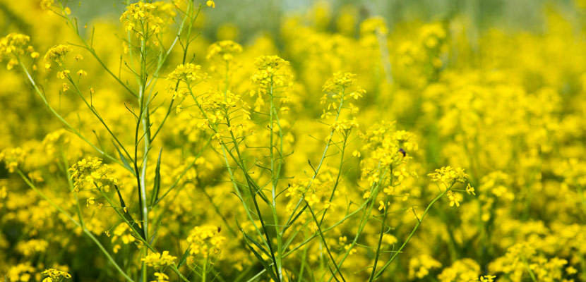 National Allergy Forecast & Info About Allergies