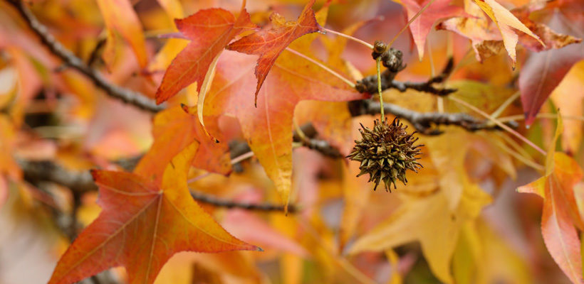 Sweet Gum Liquidambar Genus Level Details And Allergy Info Pollen Com,How To Make A Mojito With Tequila