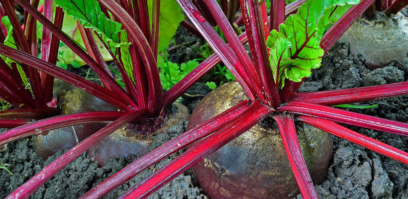 Beet (Beta) Genus Level details and Allergy Info | Pollen.com