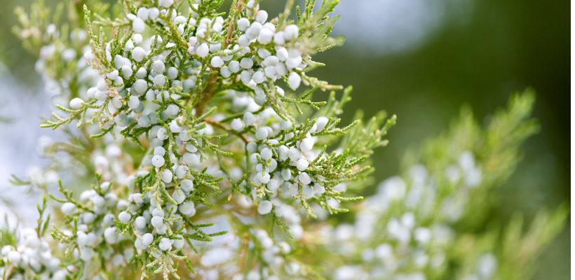Arborvitae (Thuja) Genus Level details and Allergy Info | Pollen.com