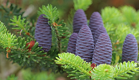 Fir