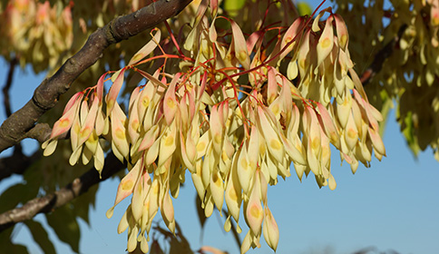 Tree of Heaven