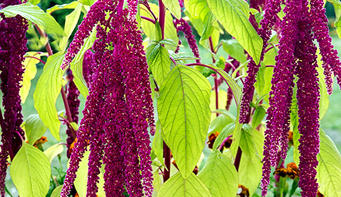 Amaranth