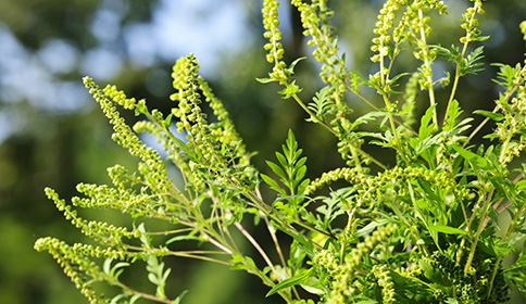 Ragweed