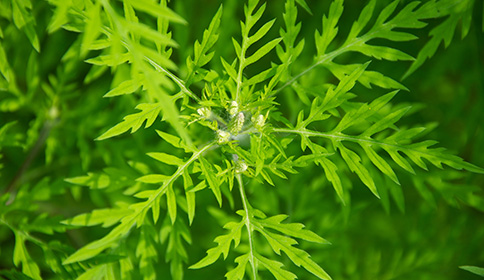 Ragweed