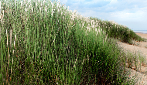 Grasses