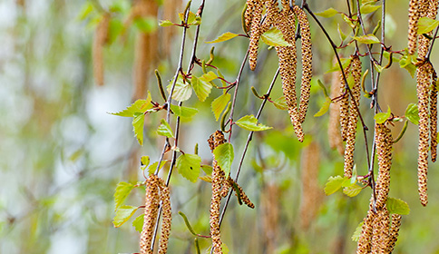 Birch