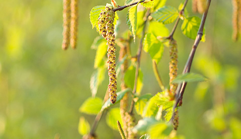 Birch