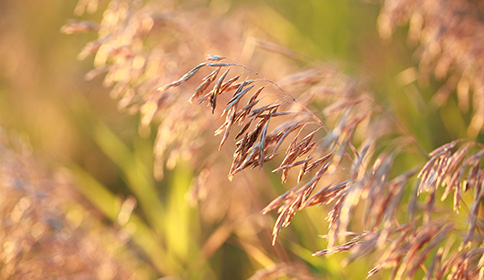 Grasses