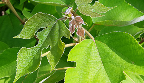 Paper Mulberry