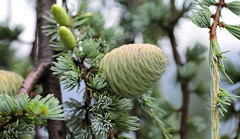 Cedar