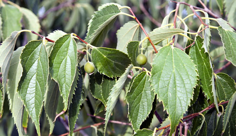 Hackberry