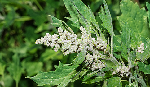 Goosefoot