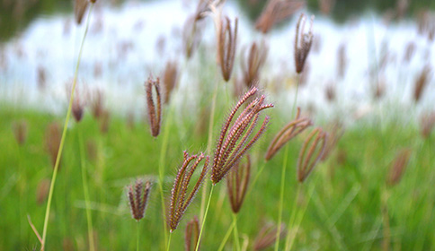 Grasses