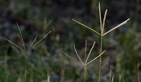 Grasses