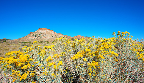 Heath Goldenrod