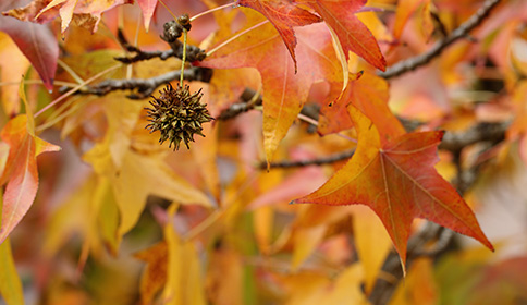Sweet Gum