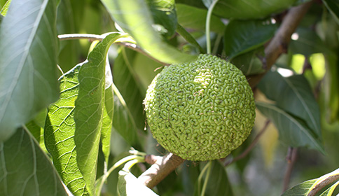 Osage Orange