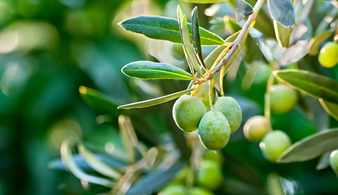 Olive