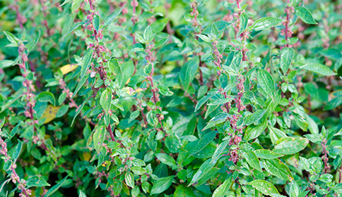 Pellitory