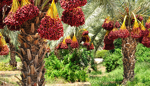 Date Palm