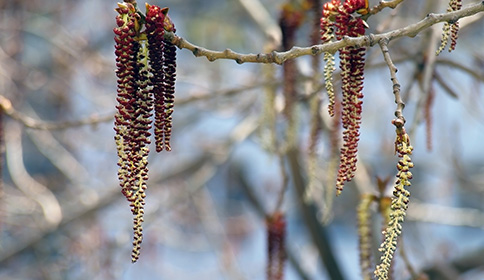Cottonwood
