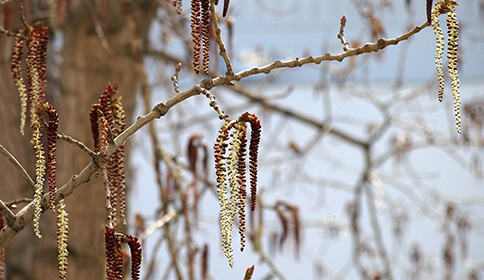 Cottonwood