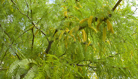 Mesquite