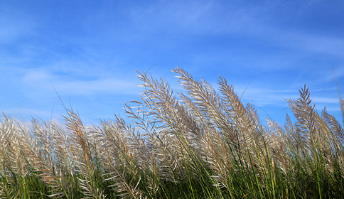 Grasses