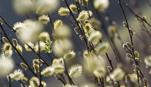 Salix