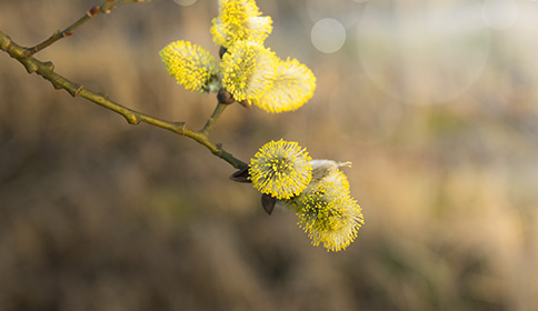 Willow