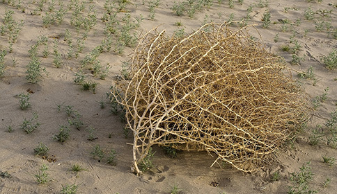 Russian Thistle