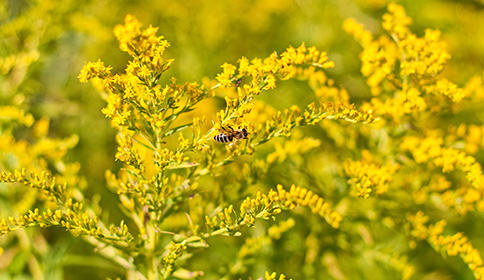 Goldenrod