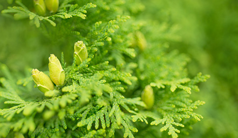 Arborvitae (Thuja) Genus Level details and Allergy Info | Pollen.com