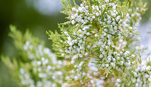 Arborvitae