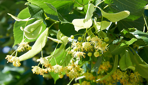 Basswood