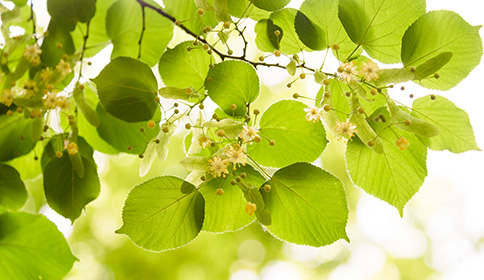 Basswood