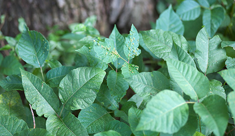 Poison Ivy