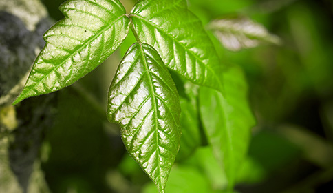 Poison Ivy