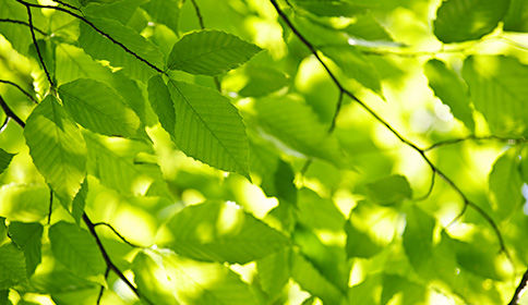 Elm