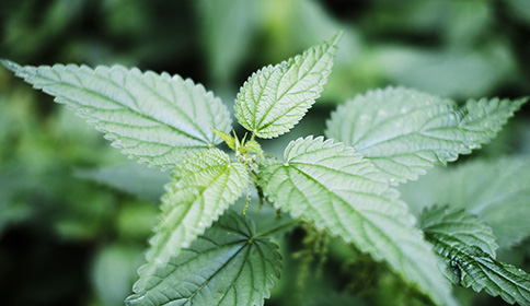 Nettle